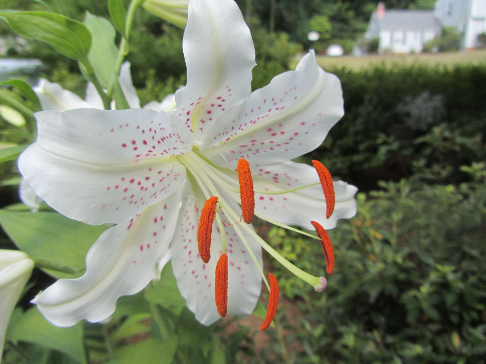 JUNE lily.JPG